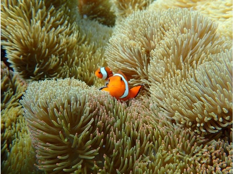 オースリーシュノーケル宮古島 のギャラリー