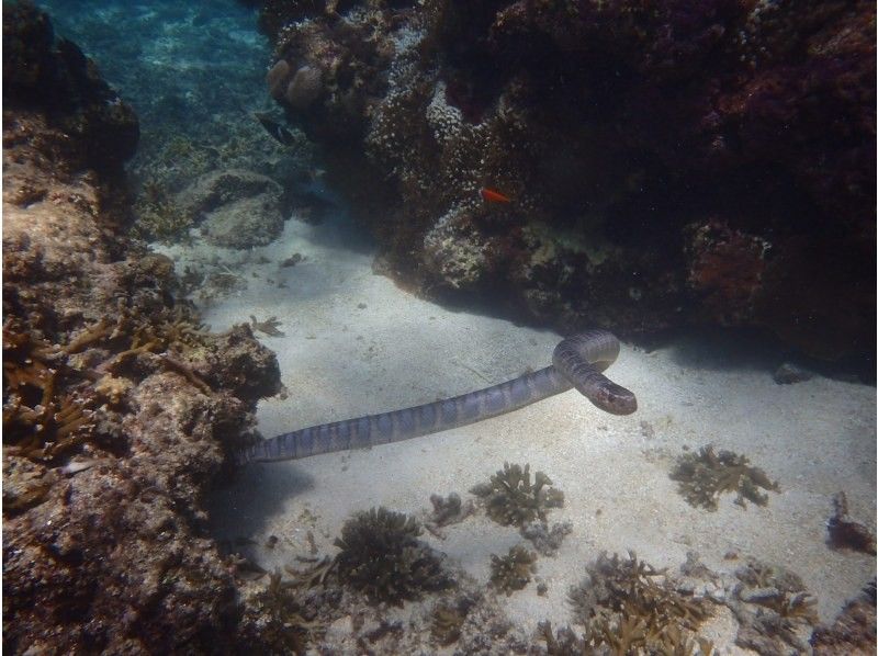 BLUE ALOHA宮古島 のギャラリー