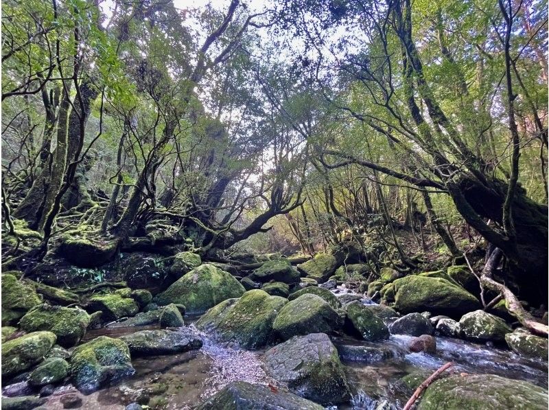 Yamakara屋久島 のギャラリー