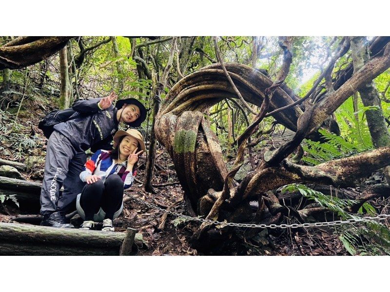 ★可包場★【【【鹿児島·奄美大島】傑克和豆樹，瀑布和紅樹林獨木舟之旅の紹介画像