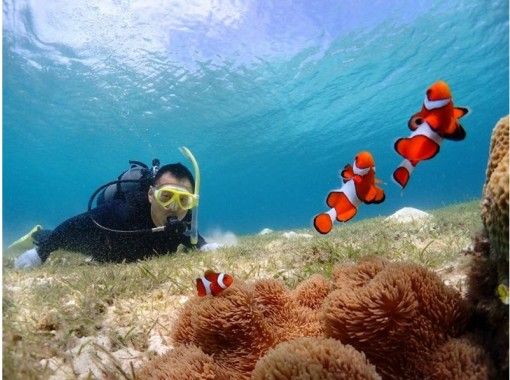 沖縄 宮古島 クマノミ サンゴウォッチング ビーチシュノーケルコース アクティビティジャパン