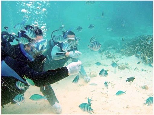 [Okinawa Prefecture Kunigami-gun] Sesoko Island experience diving [beach entry]の画像