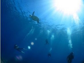 [沖繩慶良間]海的美麗的慶良間！慶良間體驗潛水の画像