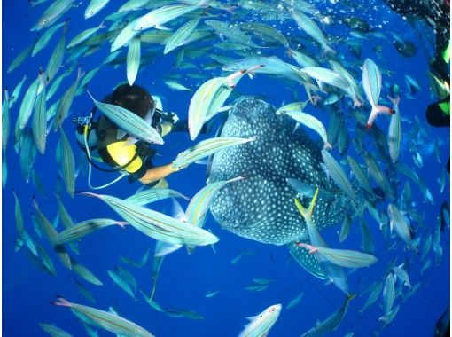 Let's meet [the whale shark]! Whale shark experience diveの画像