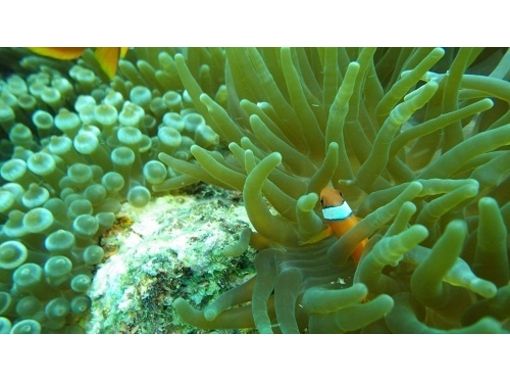 [โอะกินะวะนะฮะ] ประสบการณ์การดำน้ำดูปะการังในท้องทะเลสีครามの画像