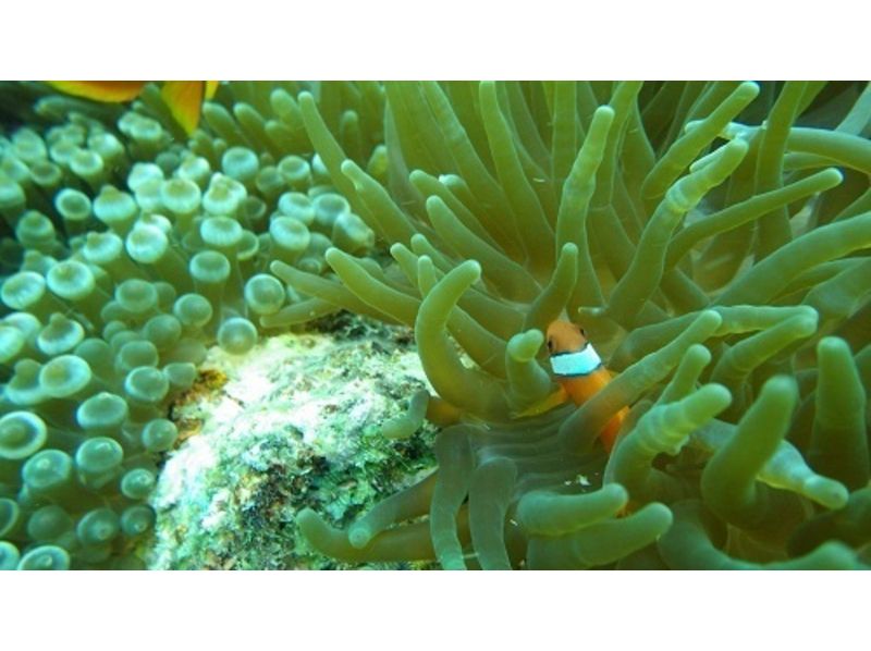 [โอะกินะวะนะฮะ] ประสบการณ์การดำน้ำดูปะการังในท้องทะเลสีครามの紹介画像