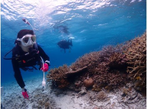 【沖縄・宮古島】八重干瀬～池間島　ファンダイビングツアー　サンゴの園のお手軽ファンダイブの画像