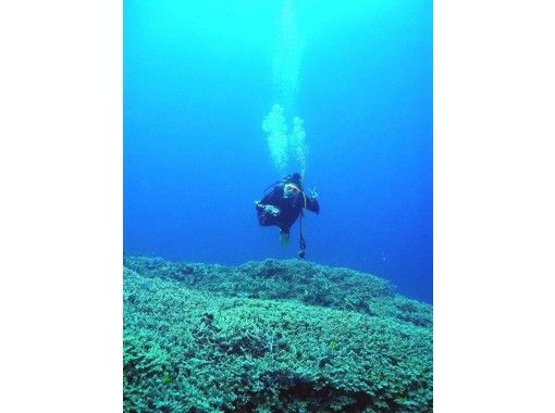 [冲绳县，全岛] PADI推进潜水员执照取得2天の画像