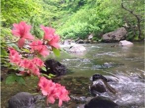 【 青森 ·奥入濑溪流】去山涧的女王山美！河边钓鱼经验☆半心跳的日期间（实际钓鱼4小时）の画像