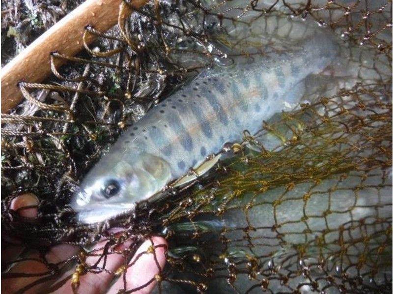 【 Aomori · Oirase Stream】 Whole Sun fishing ☆ Oirase lined fishing enjoyment plan (actual fishing 8 hours)の紹介画像