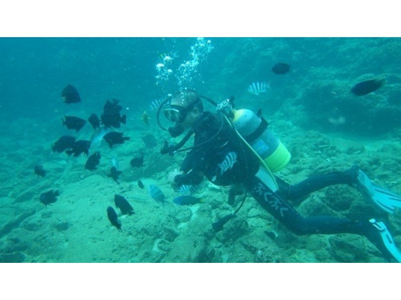 [Okinawa Naha] Beginners welcome! Diving!の紹介画像