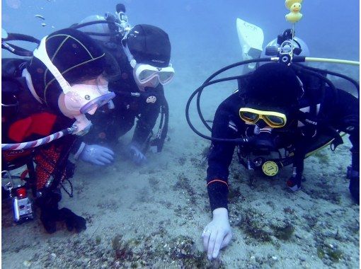 【湯河原・真鶴・小田原】浅場で練習した後に、海を満喫できる体験ダイビング！【2ダイブ】の画像