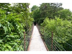 【福島・裏磐梯】草花や巨樹を楽しもう!桧原湖畔探勝路トレッキングの画像