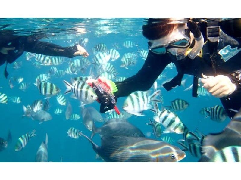 【沖縄・青の洞窟】送迎付き！サンゴ礁・熱帯魚を見にいこう！シュノーケリング体験
