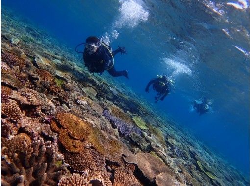 【沖縄・本部町】ボートで楽しむ！水納島or瀬底島ファンダイビング（2ボート：瀬底島・水納島）の画像