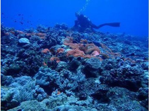 [沖縄-与那国島享受海底遺址·錘子觀看＜ C卡必答·範深潛＞の画像