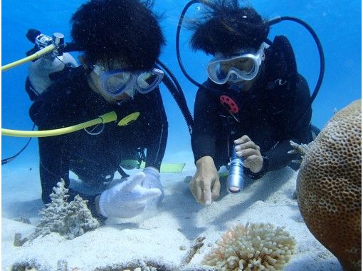 [Okinawa Iriomote Island] beginner OK! Diving (with a bonus of snorkeling & DVD)の画像