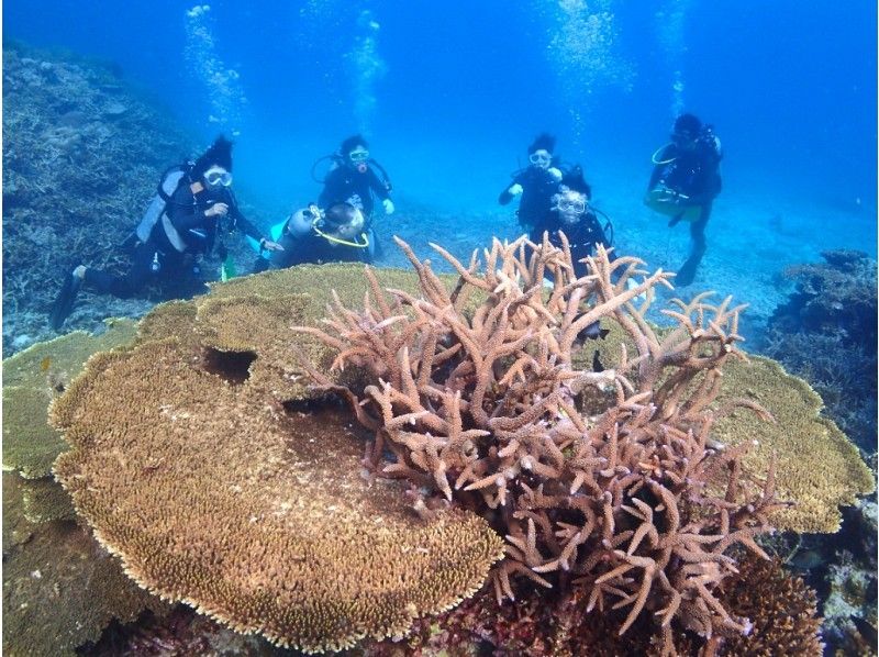 ผู้คนเพลิดเพลินกับการทดลองดำน้ำที่เกาะอิริโอโมเตะ TAKE Diving School