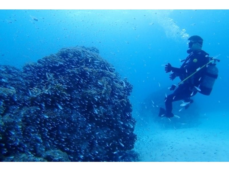 [Okinawa ・ Ishigaki island] Easy! Experience Diving(half-day course)の紹介画像