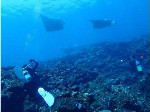 [Okinawa Ishigaki Island] exciting! Fan divingの画像