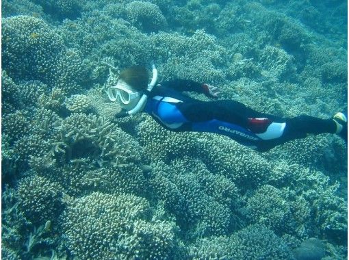 [冲绳·西表岛（Iriomote Island）在巴拉斯岛（Barras Island）的珊瑚礁奇迹岛上浮潜（半天课程或1天课程）の画像