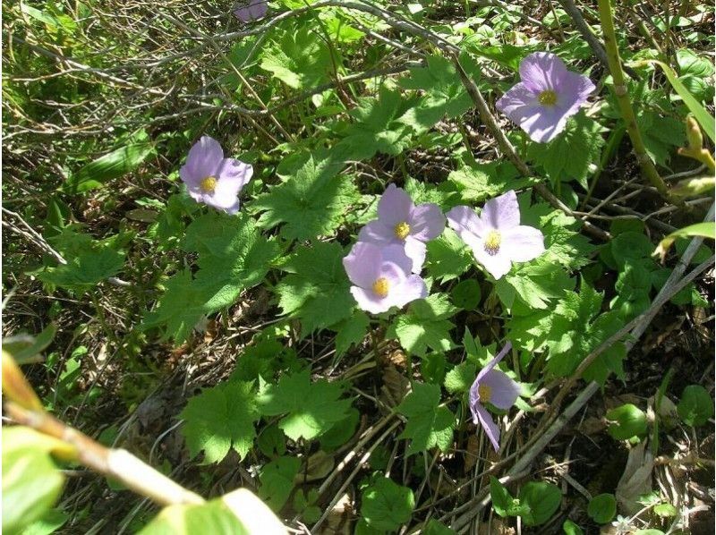 [Nagano/ Shinshu Shinano] Together with a professional guide, you can enjoy “Togakushi Omotesan Trekking” with your couple and friends! 2 people ~の紹介画像