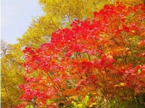 [Nagano/ Shinshu Shinano] Couples can enjoy together with a professional guide at Takayaike / Tengu Garden Trekking! 2 people ~の画像