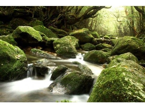 [Kagoshima, Yakushima] moss forest half-day of short Trek "private tour" (morning and afternoon)With a shuttle bus!の画像