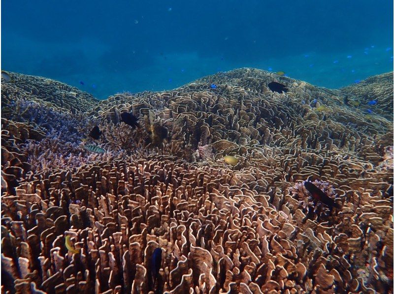 [โอกินาว่าเกาะอิชิงากิ] เดินทางโดยเรือมาดูชุมชนปะการังสีน้ำเงินที่ใหญ่ที่สุดในซีกโลกเหนือ! ＜ ทัวร์ดำน้ำชมปะการังชิราโฮ ＞の紹介画像