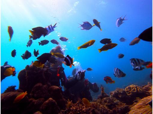 超级夏季促销2024 [鹿儿岛/奄美大岛] 试潜（半天课程） 真实而扎实的潜水即使是试潜の画像