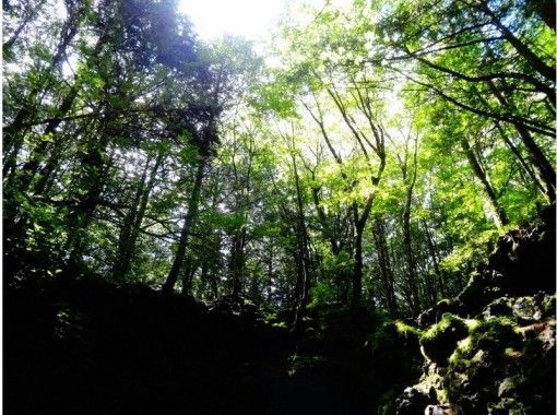 【시즈오카후지] 아오키가하라 수해 트레일 워킹 '역동적 숲 후지산 원시림을 걷는'개인 투어の画像