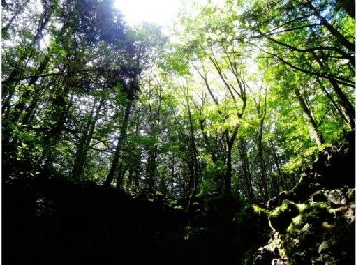 [Shizuoka/ Fuji] Aokigahara Jukai Trail Walk “Walking Forest, Walking through Mt.の画像