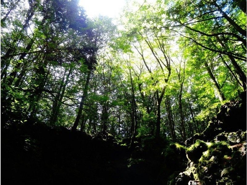 [Shizuoka/ Fuji] Aokigahara Jukai Trail Walk “Walking Forest, Walking through Mt.の紹介画像