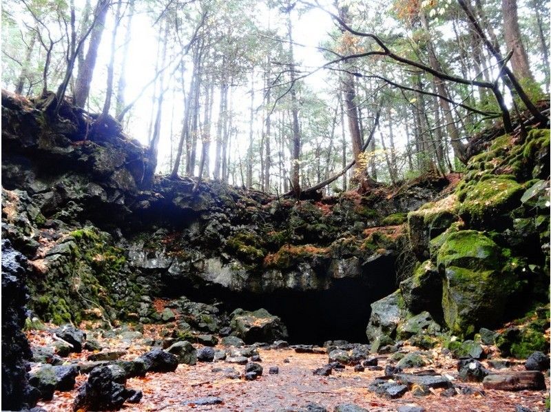 Aokigahara Jukai and Mt. Fuji Volcano Cave Adventure "Mysterious Forest and Underground World Full of Vigor" ※ Private Tourの紹介画像
