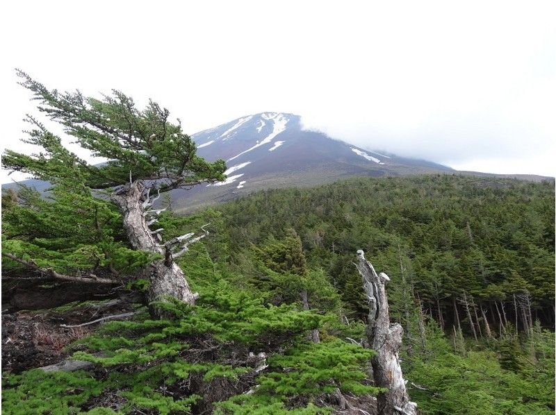 【静岡・富士】御中道・大沢崩れトレッキング「富士山信仰の古道と最大の崩落地を望む」プライベートツアー