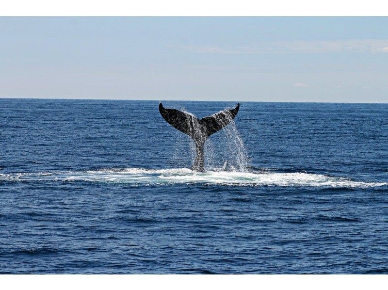 [From Okinawa and Naha]half-day Whale watching with whale guide & captain experience! Small-Number of participants system, money-back guarantee tourの紹介画像