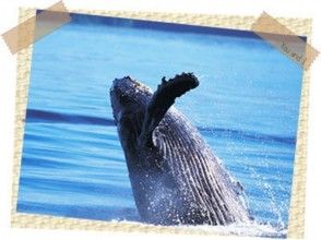 【沖縄・那覇発】半日ホエールウォッチング ☆グレード+1☆の画像