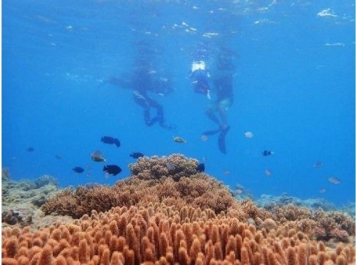 [โอกินาวา Itoman] เริ่มต้นยังปลอดภัยกับการฝึกอบรม! ประสบการณ์ประสบการณ์การดำน้ำดูปะการัง (60 นาที)の画像