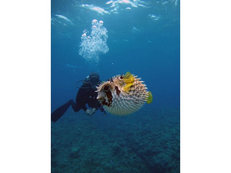 [沖繩座間味]慶良間群島 - 美麗的座間味海上風機潛水（1潛水2個潛水）の紹介画像