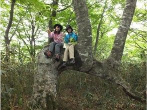 【岡山・蒜山】見所一杯感動一杯！！大藪漕ぎと巨木巡りトレッキングの画像