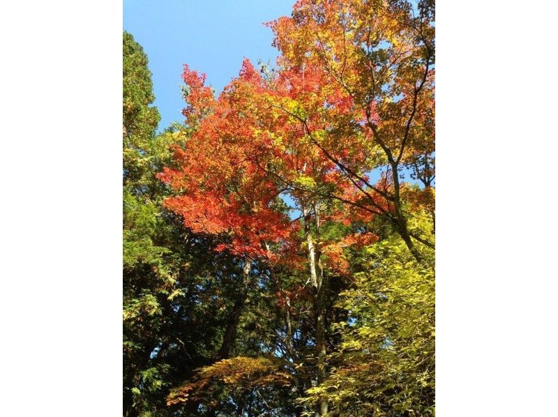 【山梨県・南都留】三湖台ネイチャーガイドツアー（180分コース）