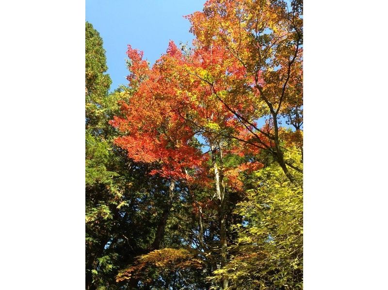 【山梨県・南都留】秋限定!紅葉台ネイチャーガイドツアー(120分コース)
