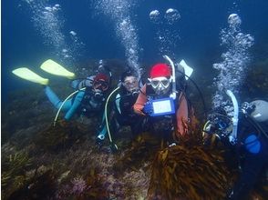 [ยามากูชิฮากิ] ดำน้ำใน Kuroshio ในการดำน้ำที่มีประสบการณ์ Yamaguchi จังหวัดเหนือสุดของเกาะの画像