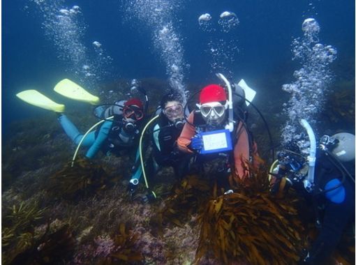 【山口・萩】体験ダイビング　山口県最北の離島で黒潮へダイブの画像