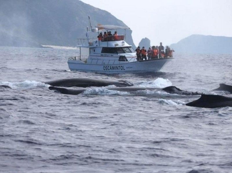 【沖縄・座間味】クジラを近くで見てみよう！ホエールウォッチング（Aコース）