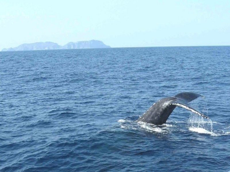 【沖縄・座間味】渡名喜、座間味を周遊！クジラを近くで見てみよう！ホエールウォッチング（Bコース）