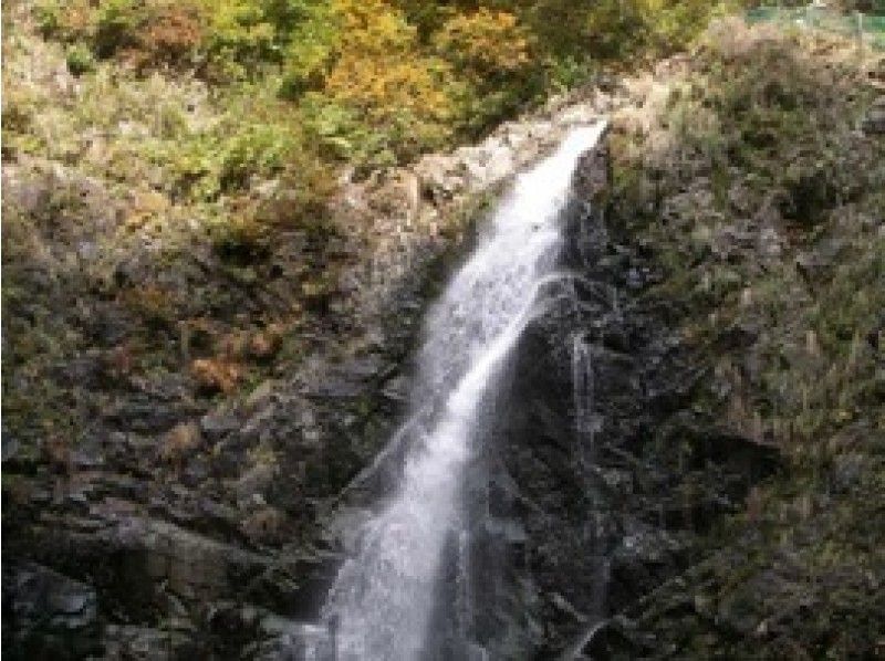 [Aomori / Shirakami Mountains] Trekking / Beech forest walking path & Anmon No. 3 waterfall course, you can feel the mysterious nature with all five senses!の紹介画像