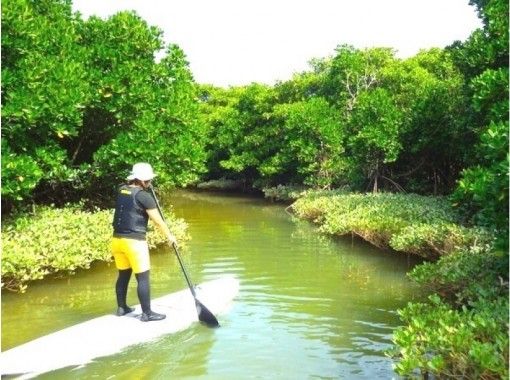 [沖縄北·Yanbaru]紅樹林·探索遊船課程（150分鐘）の画像