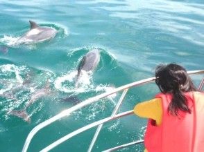 【熊本・天草】野生のイルカに遇いに行こう！イルカウォッチング