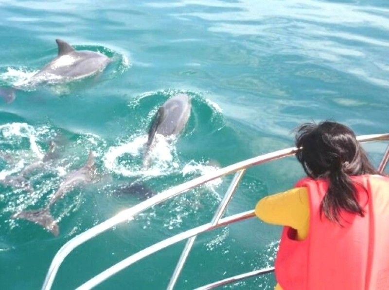【熊本・天草】野生のイルカに遇いに行こう!イルカウォッチング